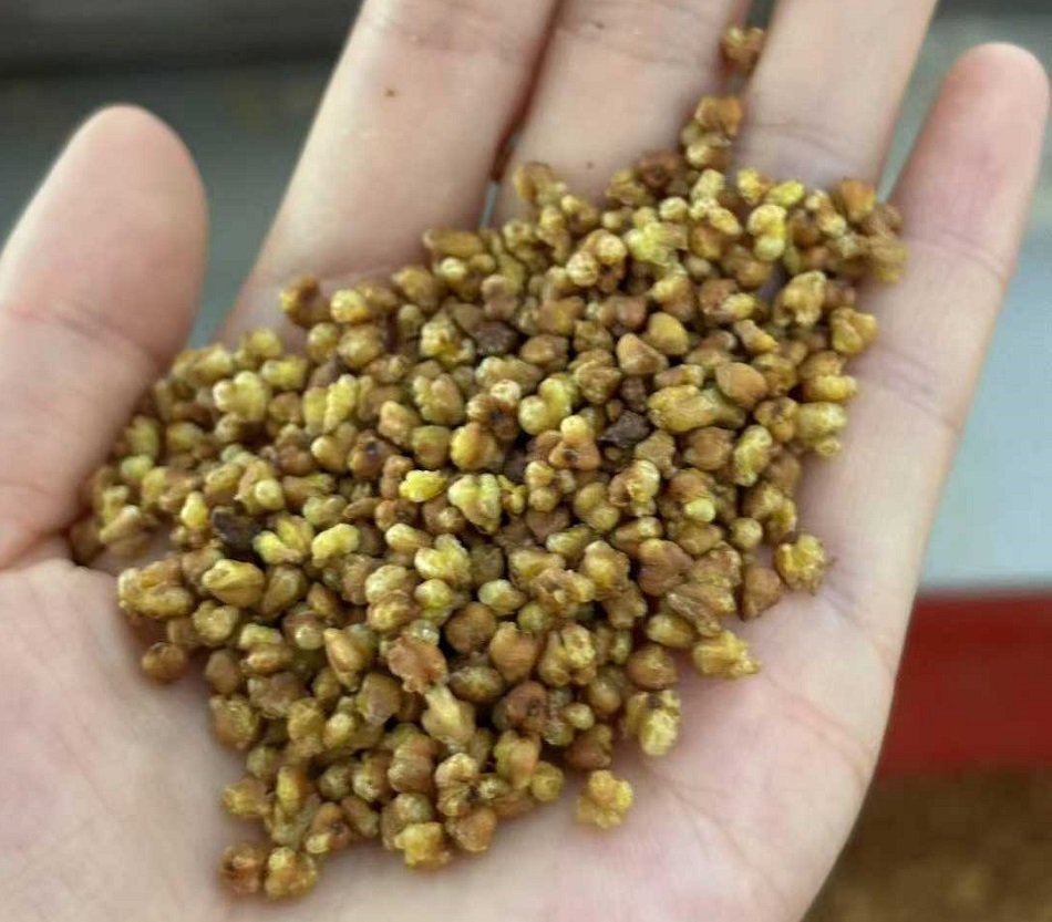 k8凯发炒苦荞设备